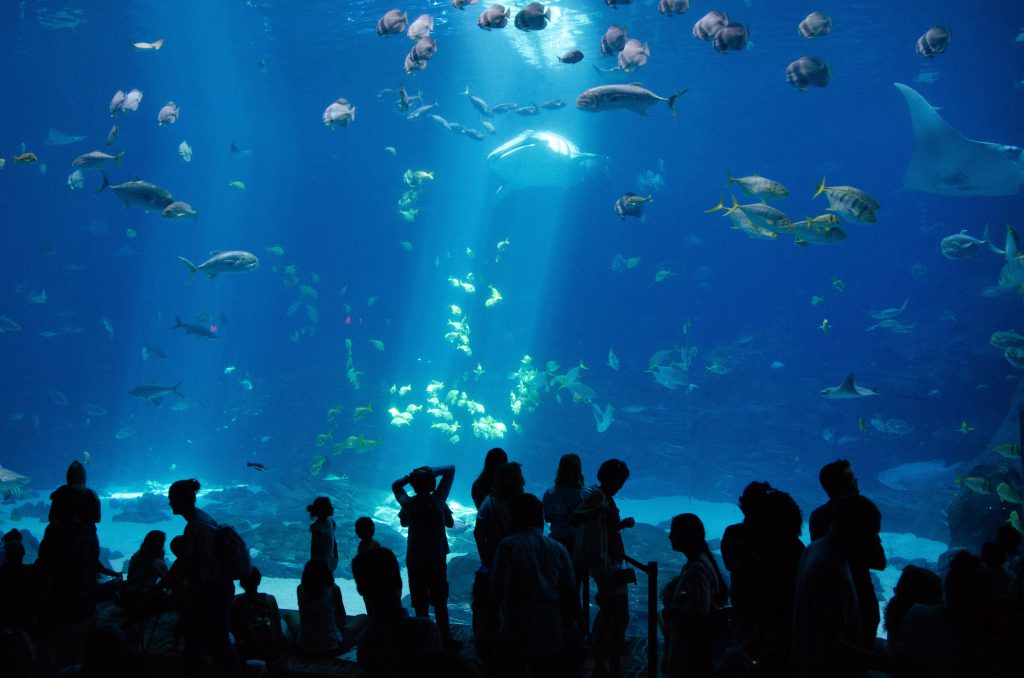 Best Places to visit in Georgia Georgia Aquarium