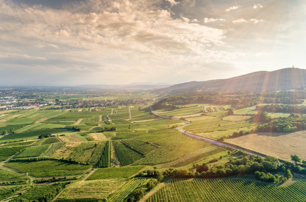 Austria Vineyard - Undiscovered Travel Locations for Wine Lovers