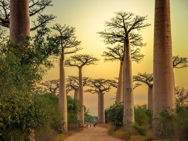 Avenue of the Baobabs, Madagascar - Must-See Places Around the Globe