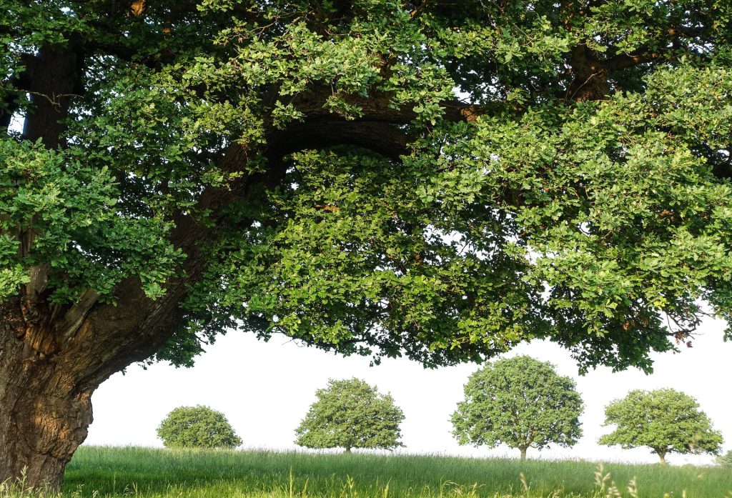 Green trees in UK - Facts About London You Probably Didn't Know