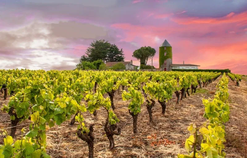 loire valley, france vineyard - Undiscovered Travel Locations for Wine Lovers