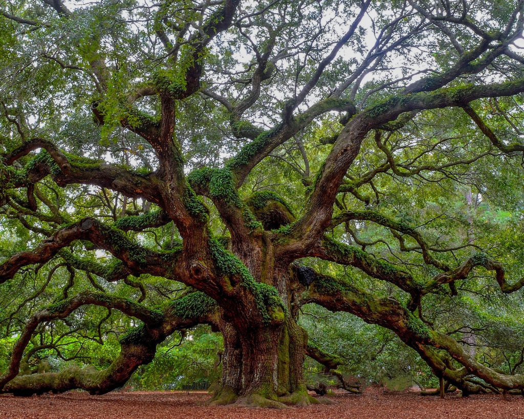 Angel Oak - Beautiful Places in the USA