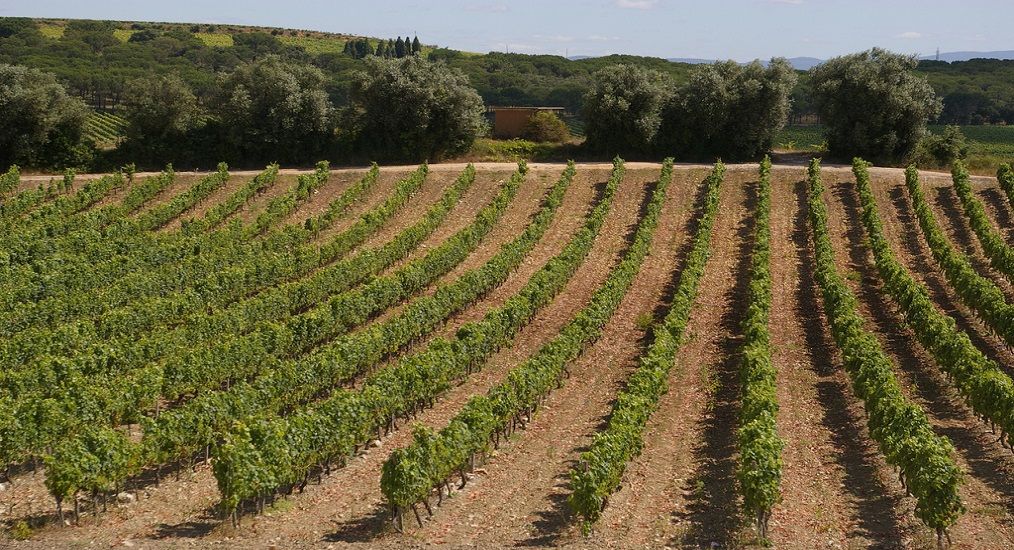 Bairrada - Best Wine Regions in Portugal Wine Country