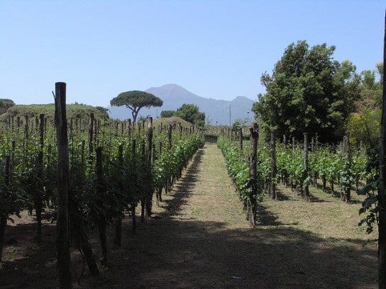 Campania Vineyard - Italy's Best Wine Regions for Wine Lovers to Visit