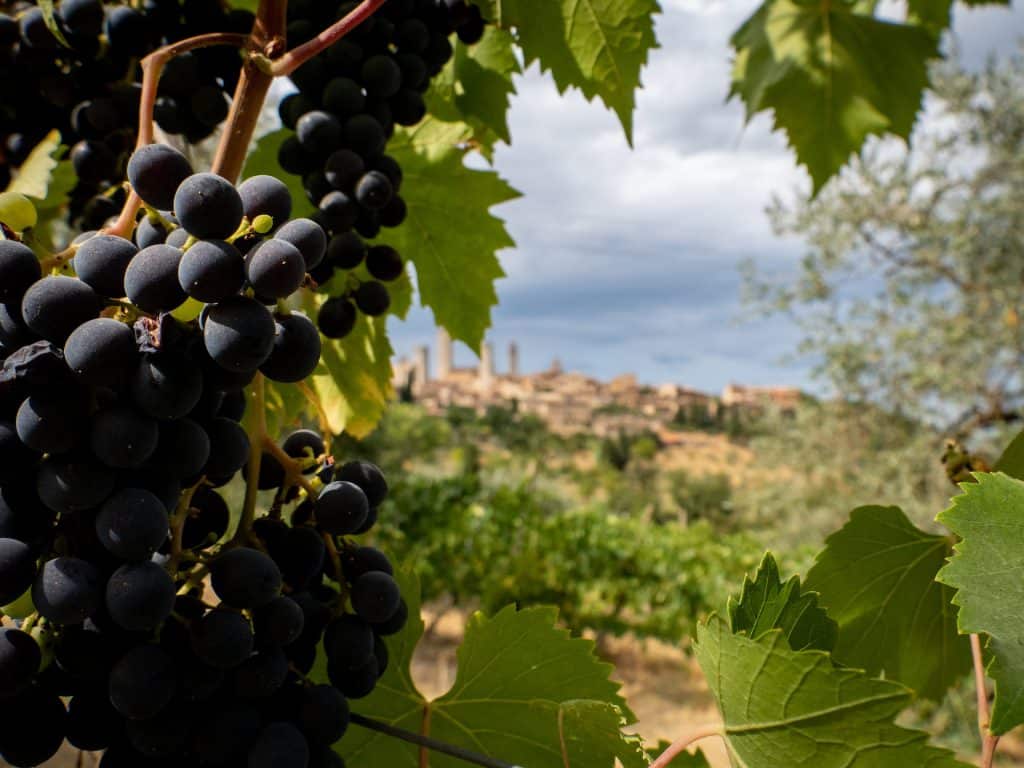 Italy’s Best Wine Regions for Wine Lovers to Visit
