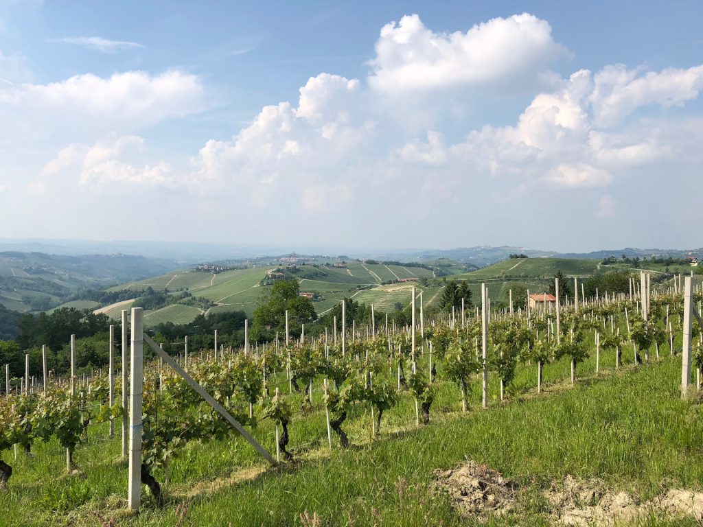 Piedmont Vineyard - Italy's Best Wine Regions for Wine Lovers to Visit