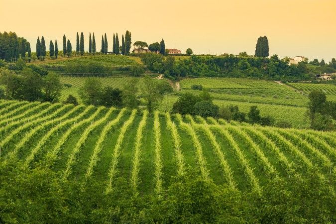 Prosecco  Vineyard - Italy's Best Wine Regions for Wine Lovers to Visit