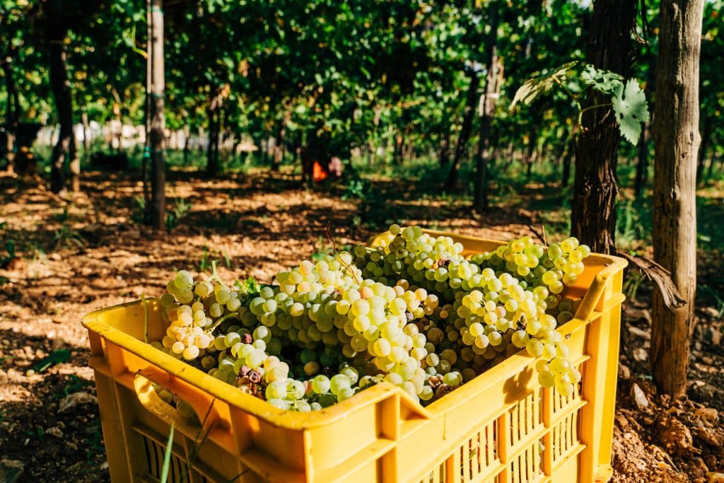 Puglia Vineyard - Italy's Best Wine Regions for Wine Lovers to Visit