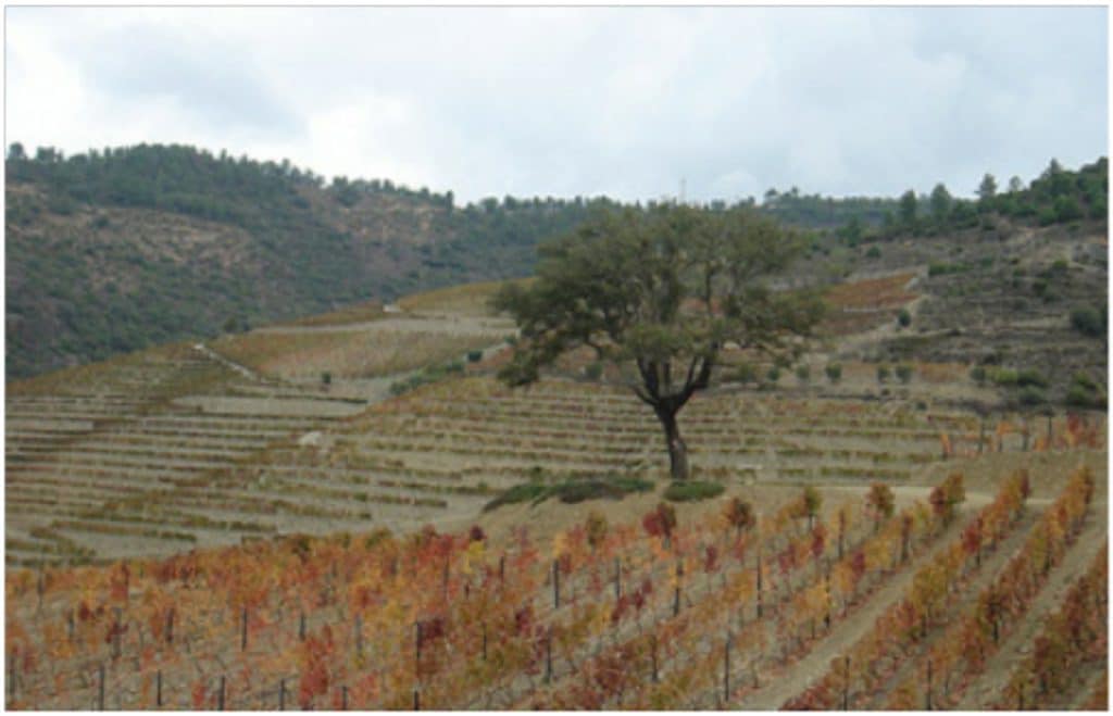 Terras de Cister - Best Wine Regions in Portugal Wine Country