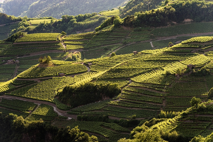 Trentino Vineyard - Italy's Best Wine Regions for Wine Lovers to Visit