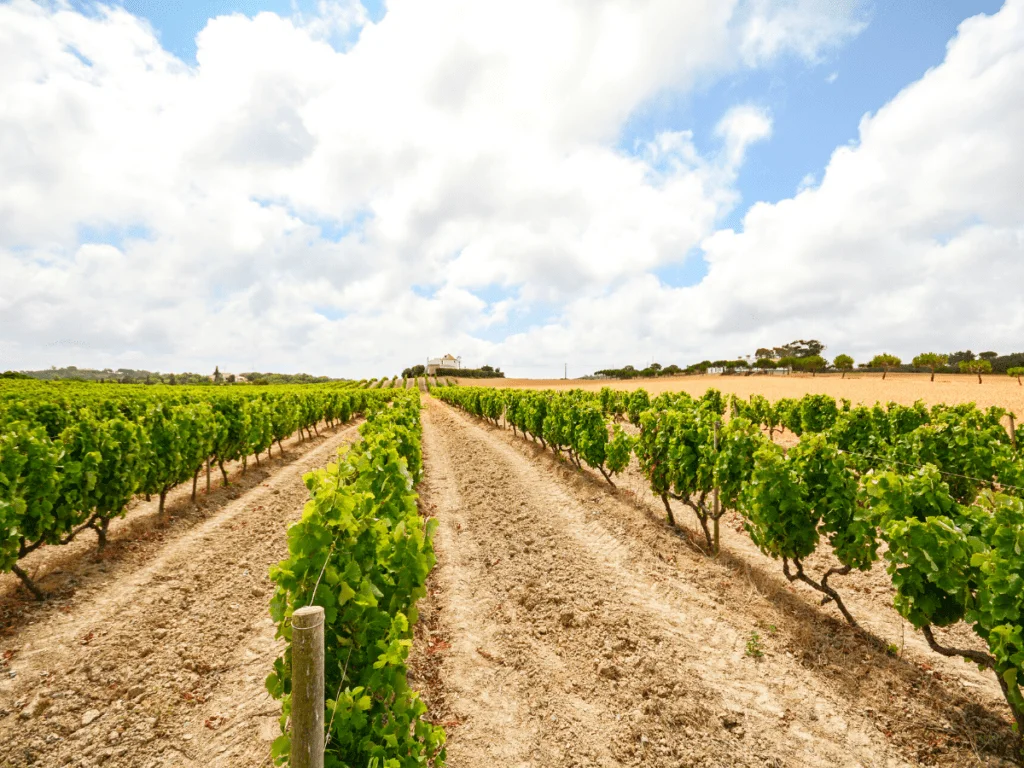  Vinho Verde - Best Wine Regions in Portugal Wine Country