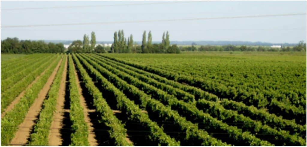 estremadura, tejo vineyard - Best Wine Regions in Portugal Wine Country