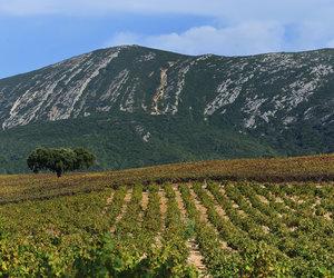 península de setúbal vineyard - Best Wine Regions in Portugal Wine Country