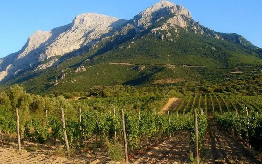 sardinia vineyard - Italy's Best Wine Regions for Wine Lovers to Visit