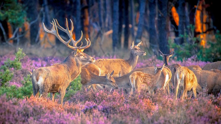 De Hoge Veluwe National Park - Places to Visit in The Netherlands