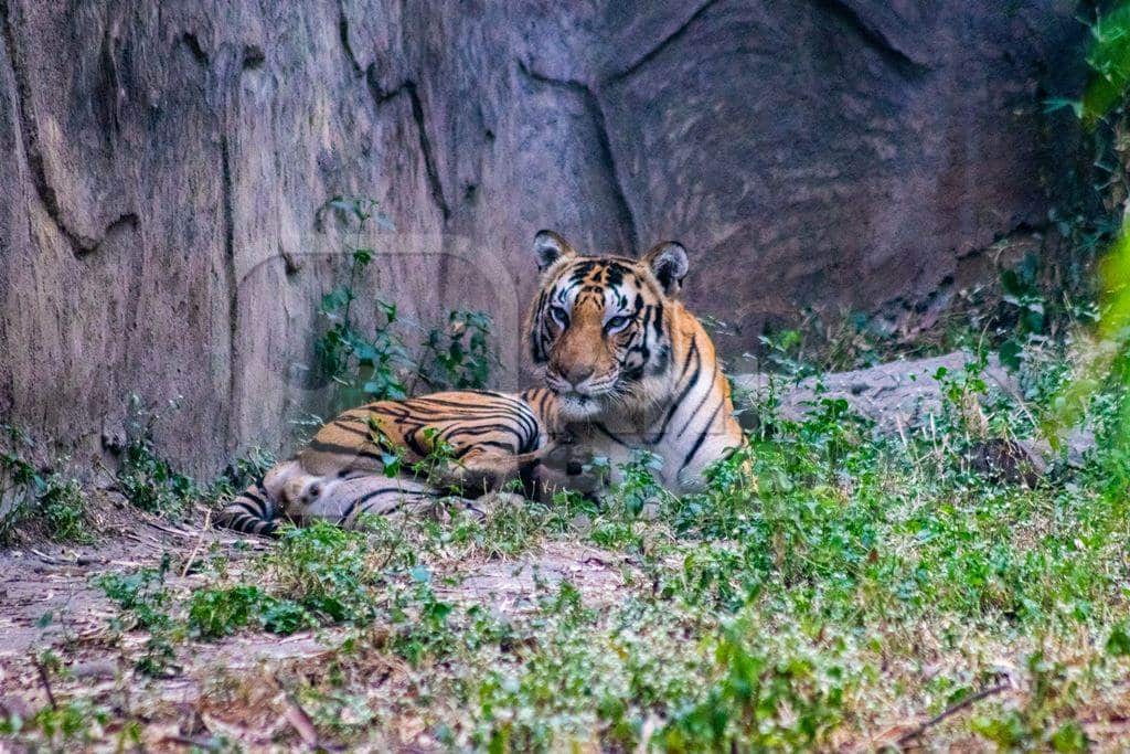 Big Cat Habitat & Gulf Coast SanctuarySafari Zoos to Visit in Florida -
