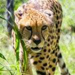 Safari Zoos to Visit in Florida