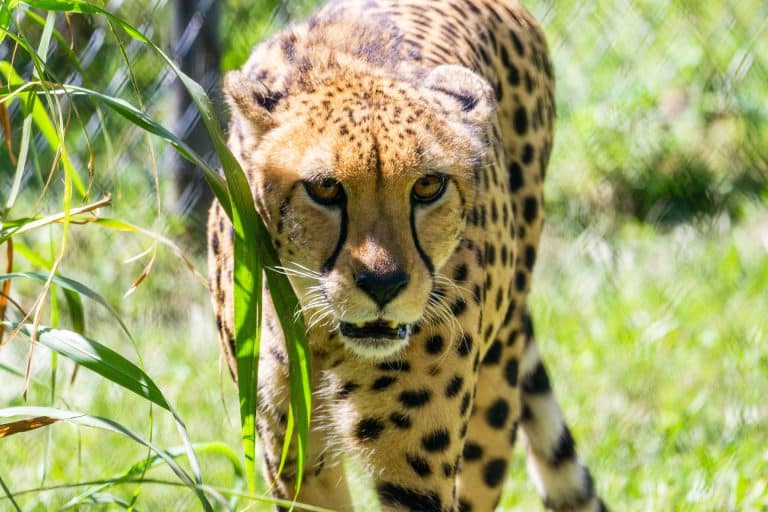 Safari Zoos to Visit in Florida