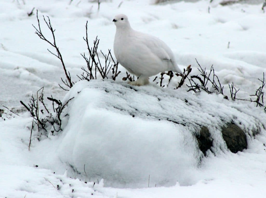 Churchill, Manitoba - Amazing Places to visit in Canada