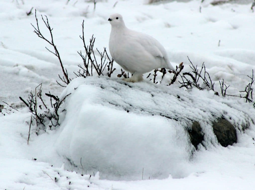  Churchill, Manitoba - Amazing Places to visit in Canada