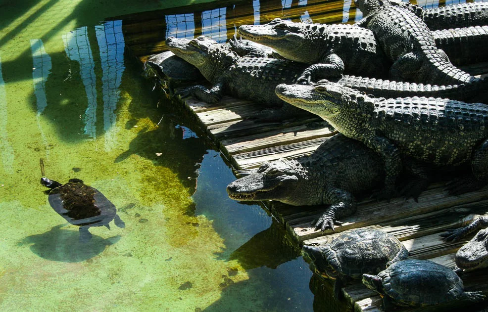 Gatorland - Safari Zoos to Visit in Florida