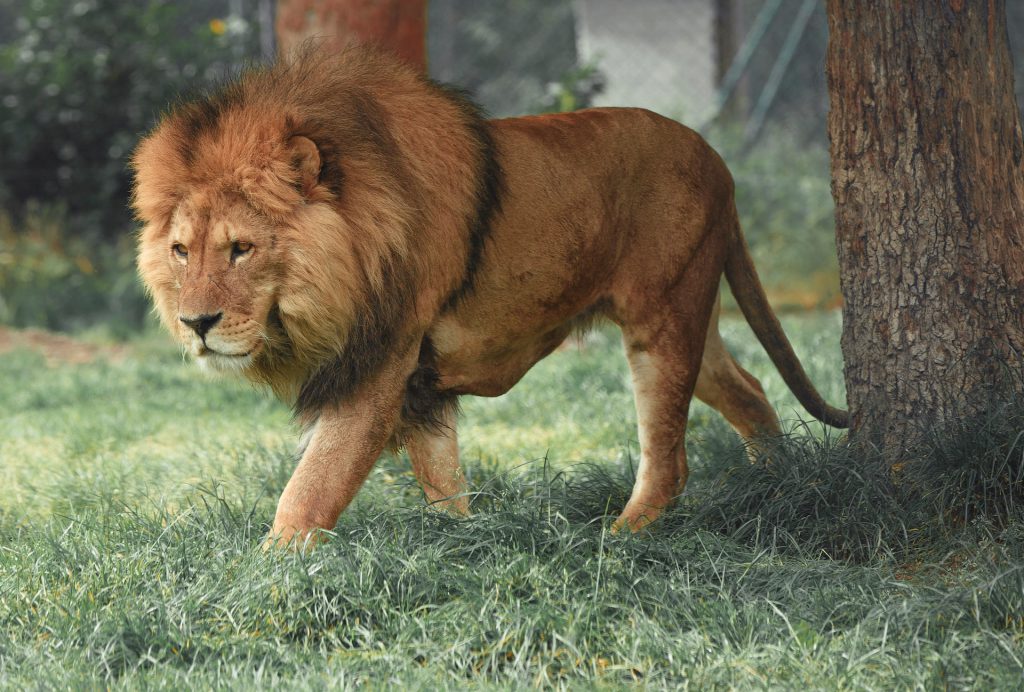 Lion Country Safari - Safari Zoos to Visit in Florida