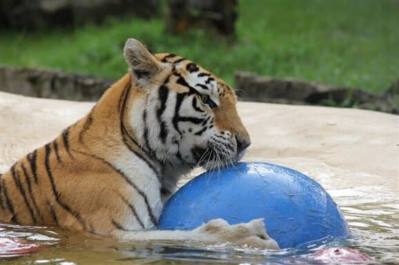 McCarthy’s Wildlife Sanctuary - Safari Zoos to Visit in Florida