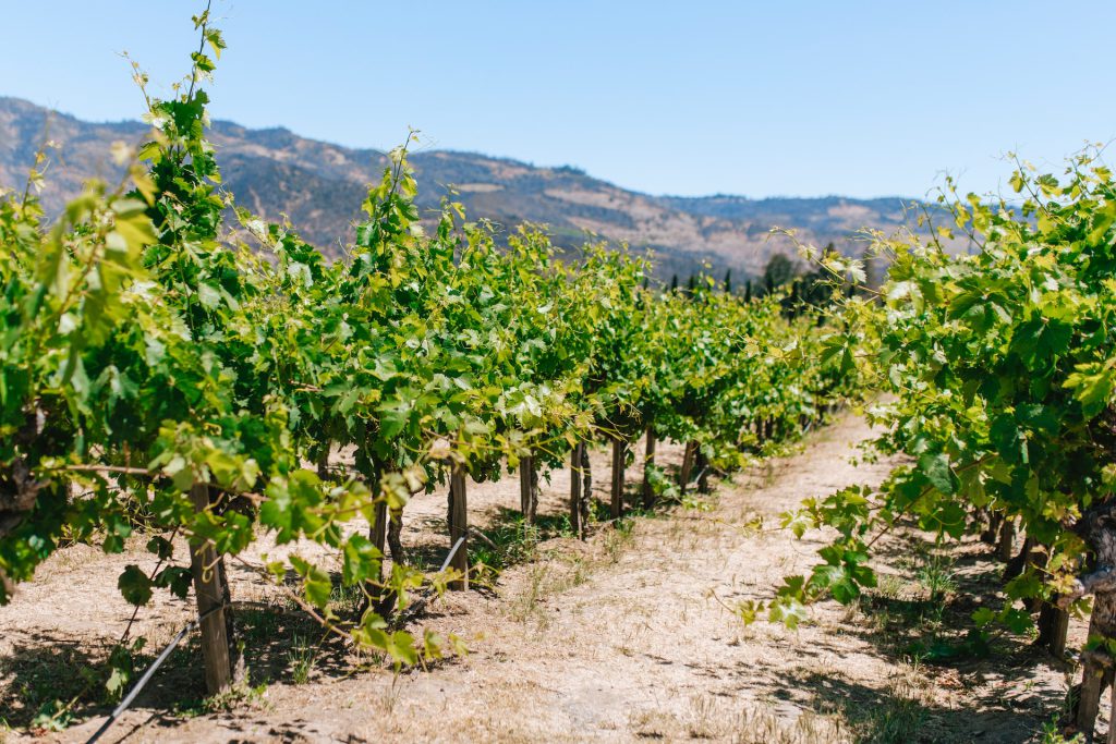 Napa Valley - Best Places to visit in California