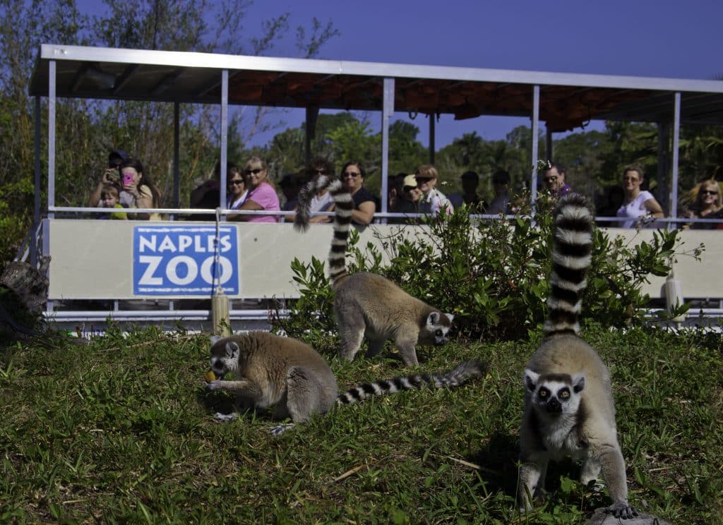 Naples Zoo at Caribbean Gardens - Safari Zoos to Visit in Florida