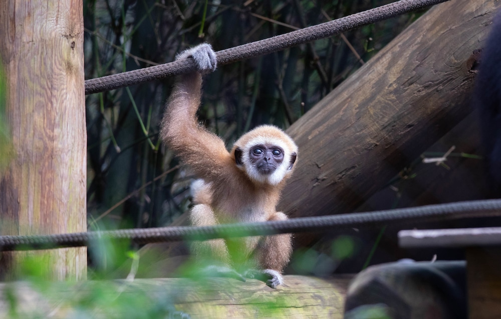 Santa Fe College Teaching Zoo - Safari Zoos to Visit in Florida