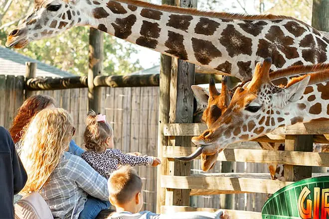 The Zoo Northwest Florida - Safari Zoos to Visit in Florida