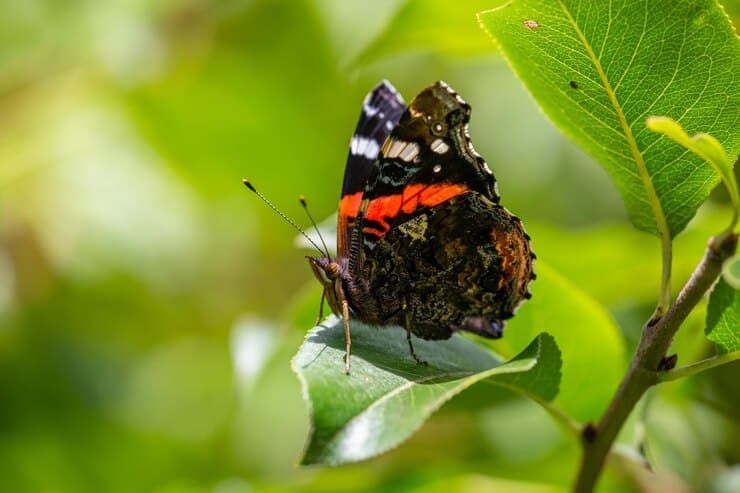 Bohol Habitat Conservation Conservatory - Things to do in Bohol (Philippines)