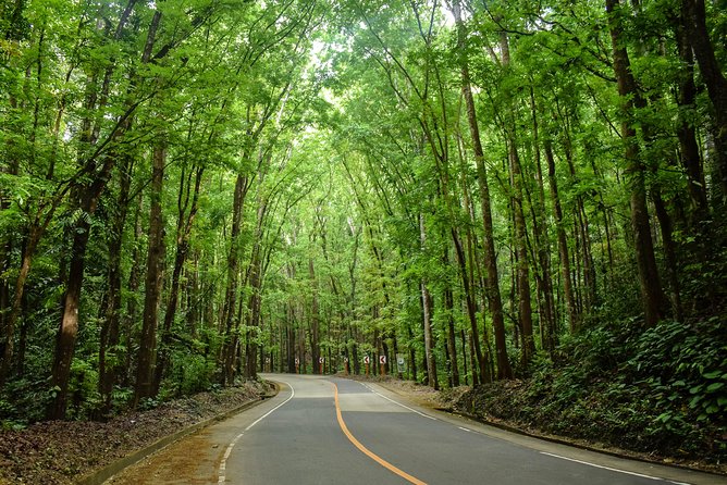 Mahogany Forest - Things to do in Bohol (Philippines)