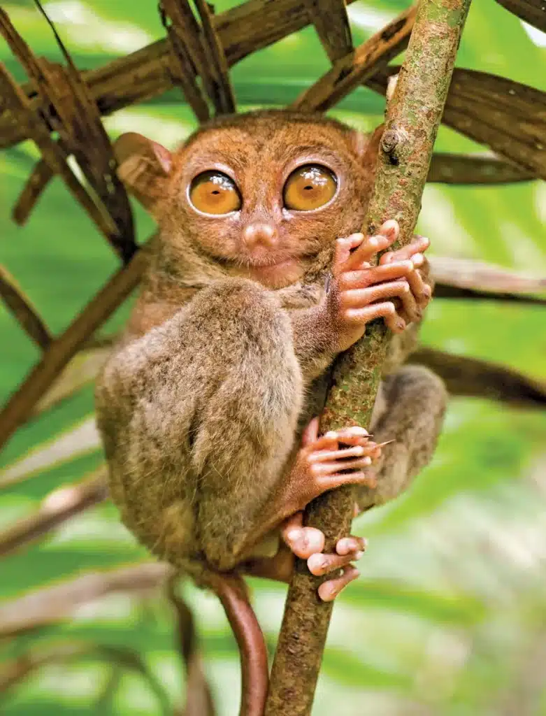 Tarsier Conservatory - Things to do in Bohol (Philippines)