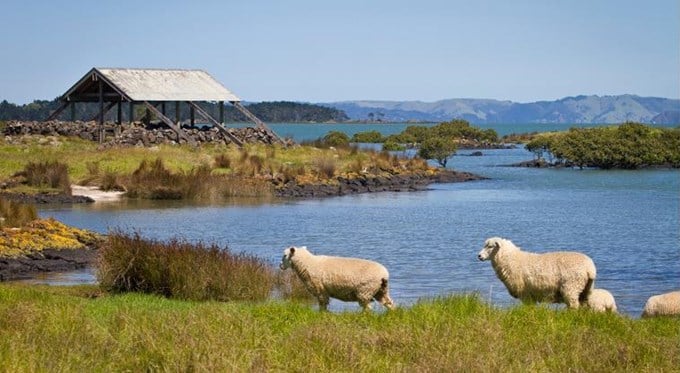 Ambury Farm - Things to do in Auckland, New Zealand