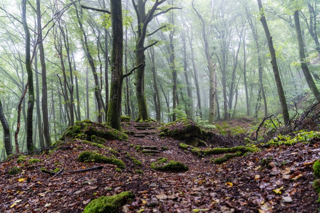 Mullerthal Trail - Things to Know Before Visiting Luxembourg