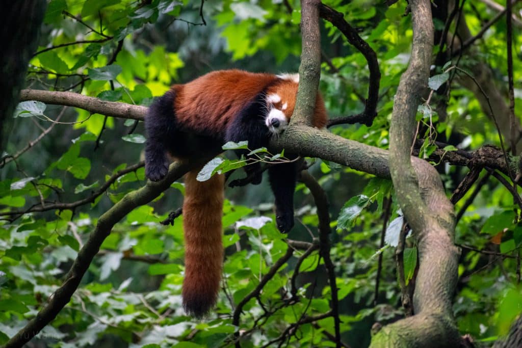  The Chengdu Research Base of Giant Panda Breeding, Chengdu - Amazing Places to Visit in China