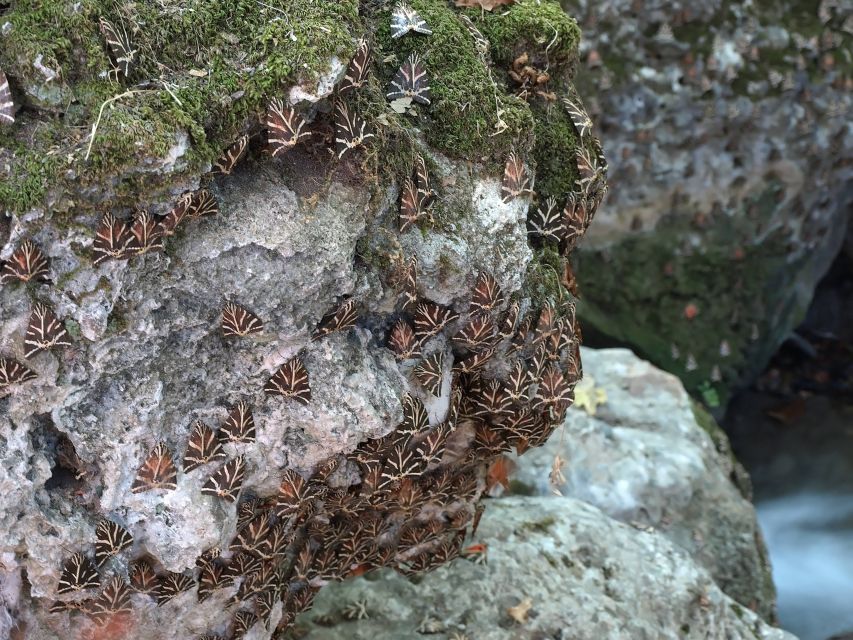 Valley of the Butterflies - Things to Do in Rhodes, Greece