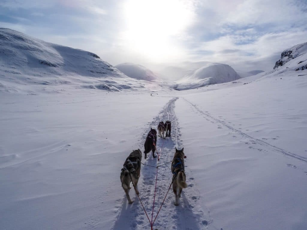 Dog Sledding in Jokkmokk - Snow Activities in Sweden and Essential Tips for Your Visit