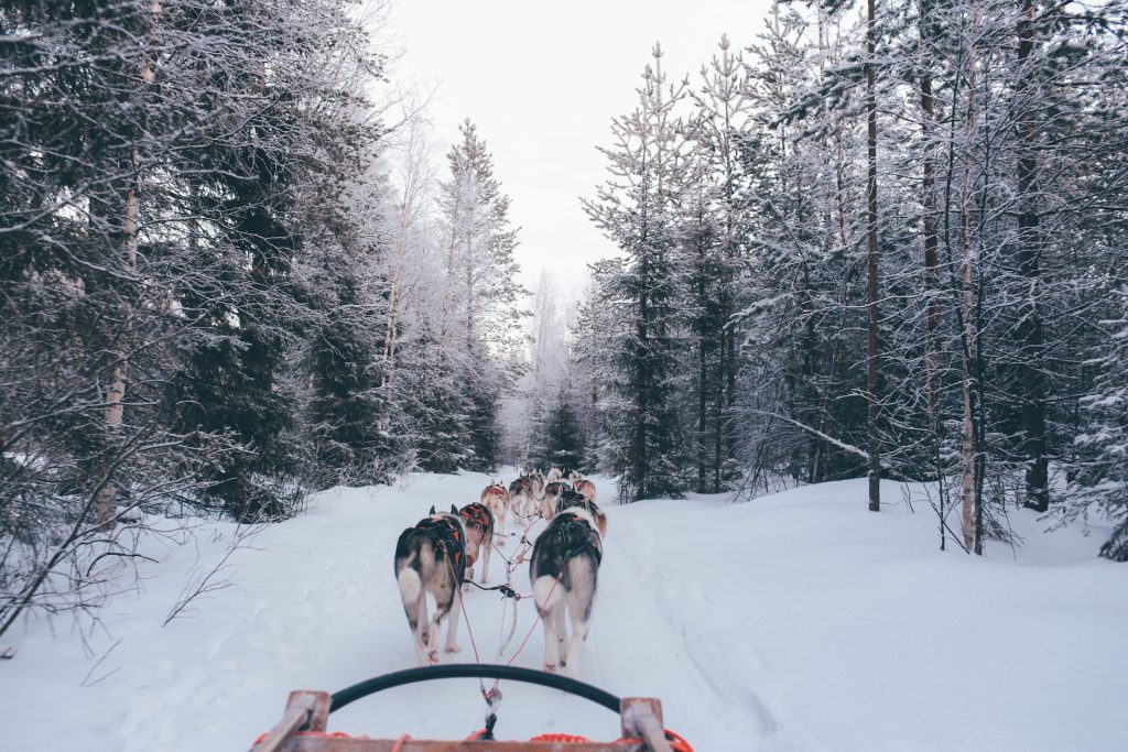 Husky Sledding in Lapland - 20 Top Winter Activities in Finland