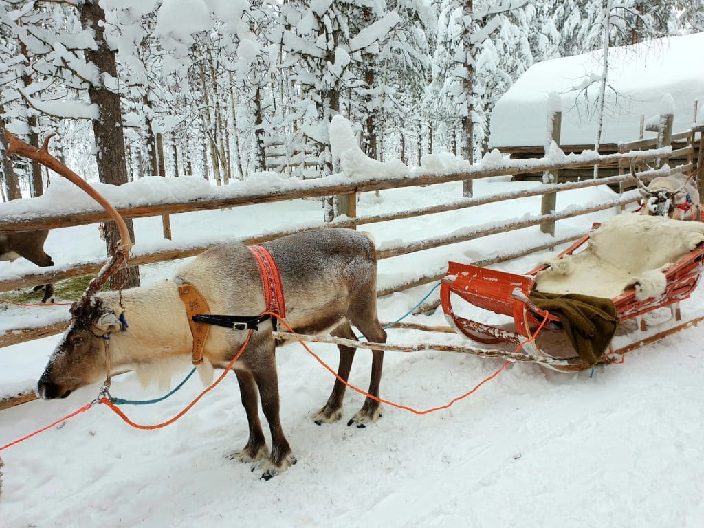 Reindeer Sledding - 20 Top Winter Activities in Finland