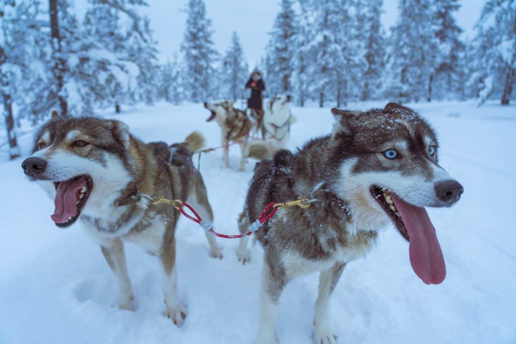 Swedish Lapland - Snow Activities in Sweden and Essential Tips for Your Visit